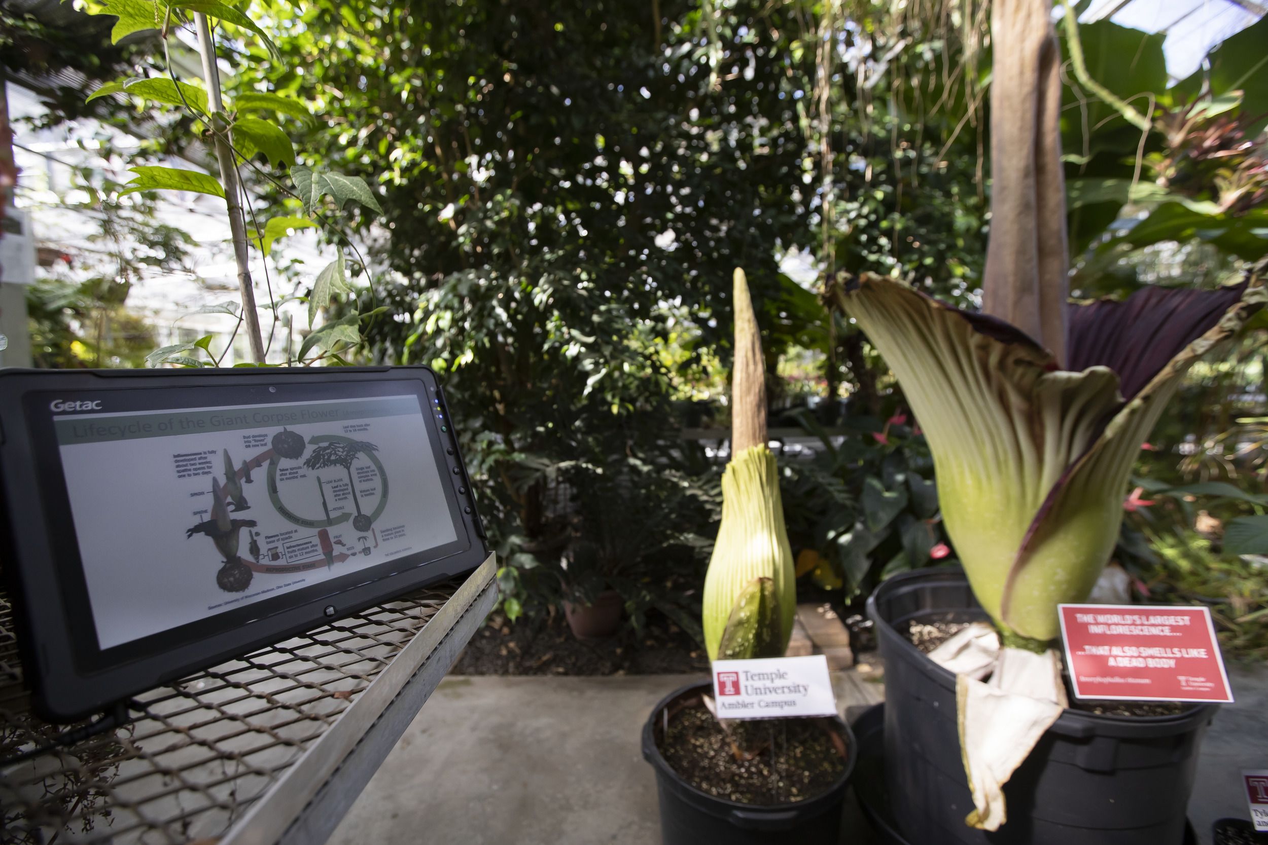 Temple Ambler S Giant Corpse Flowers