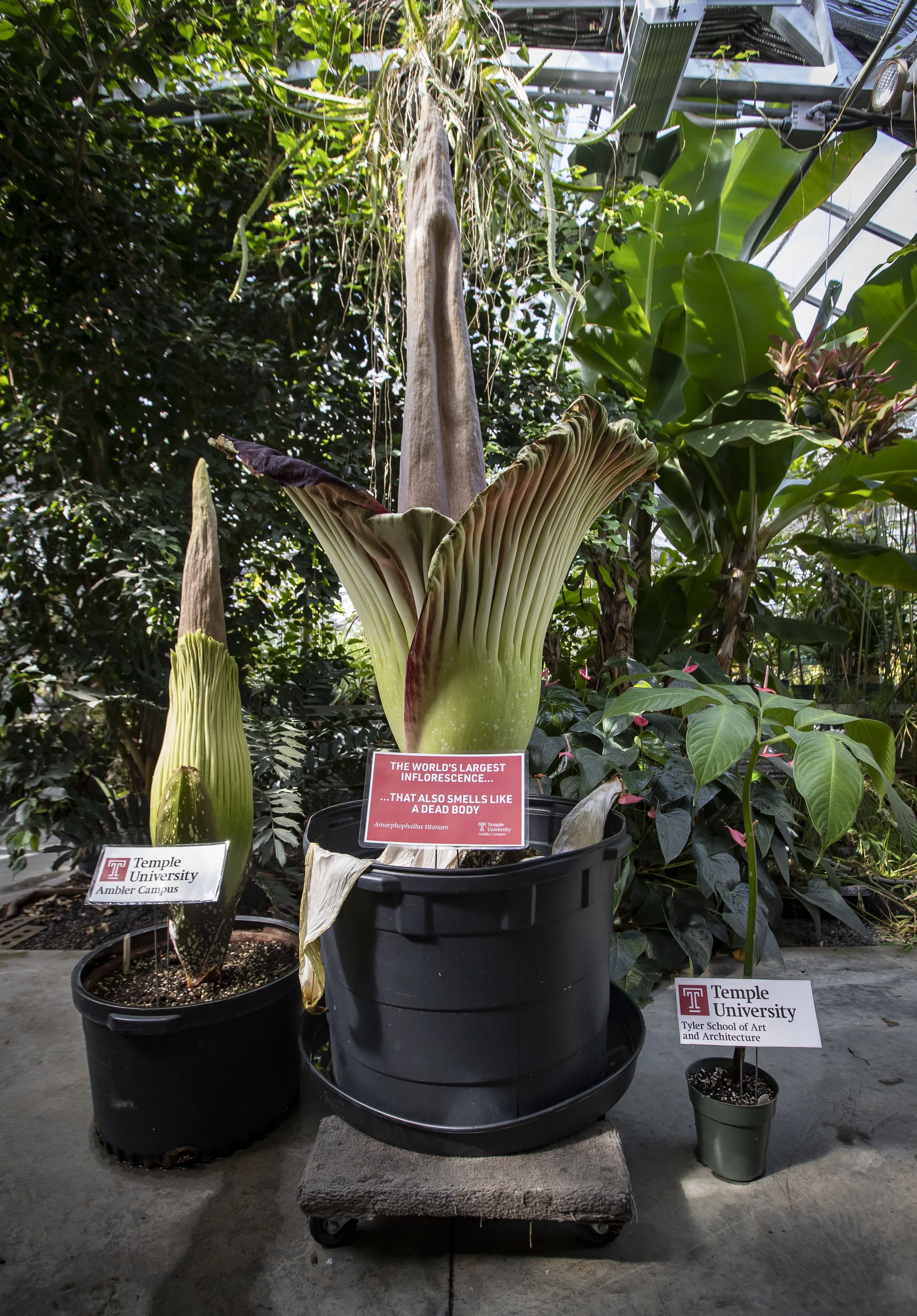 Temple Ambler’s giant corpse flowers