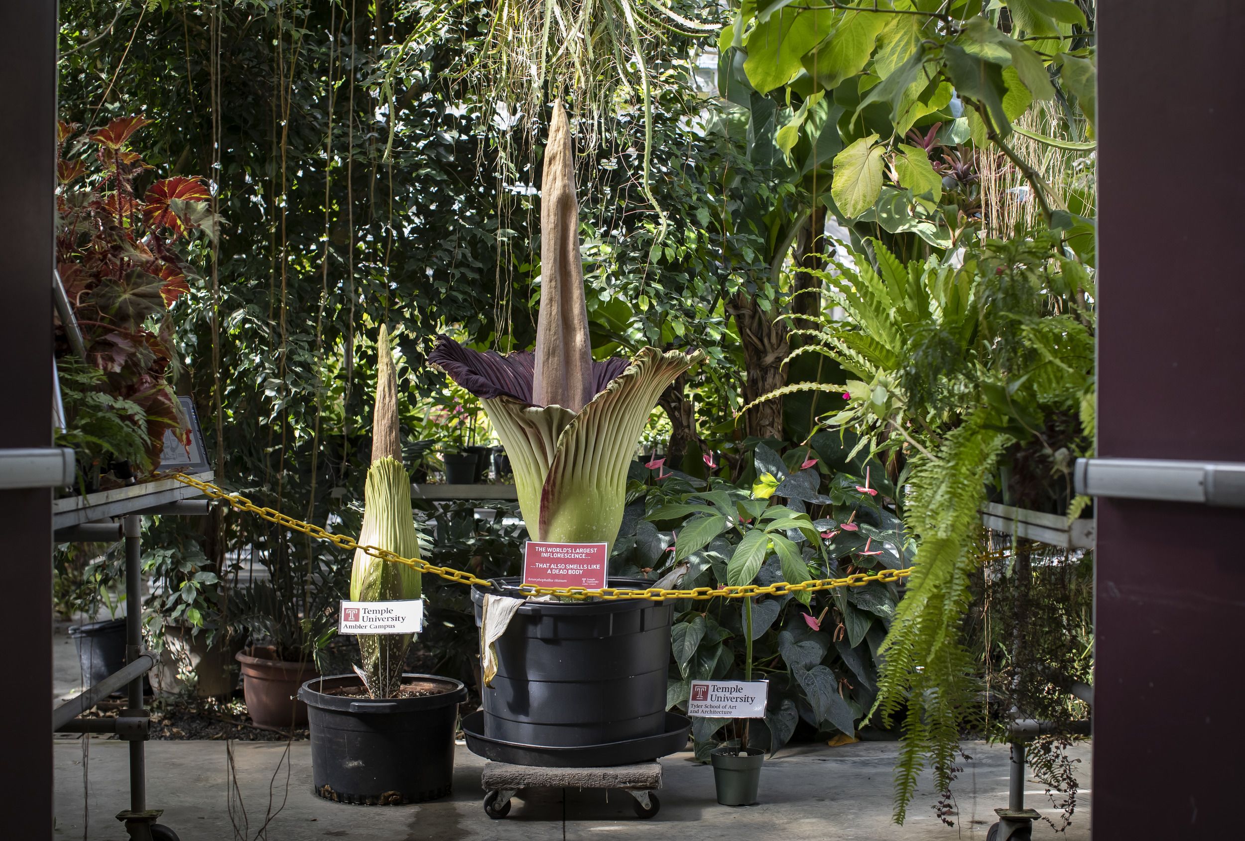 Temple Ambler’s giant corpse flowers