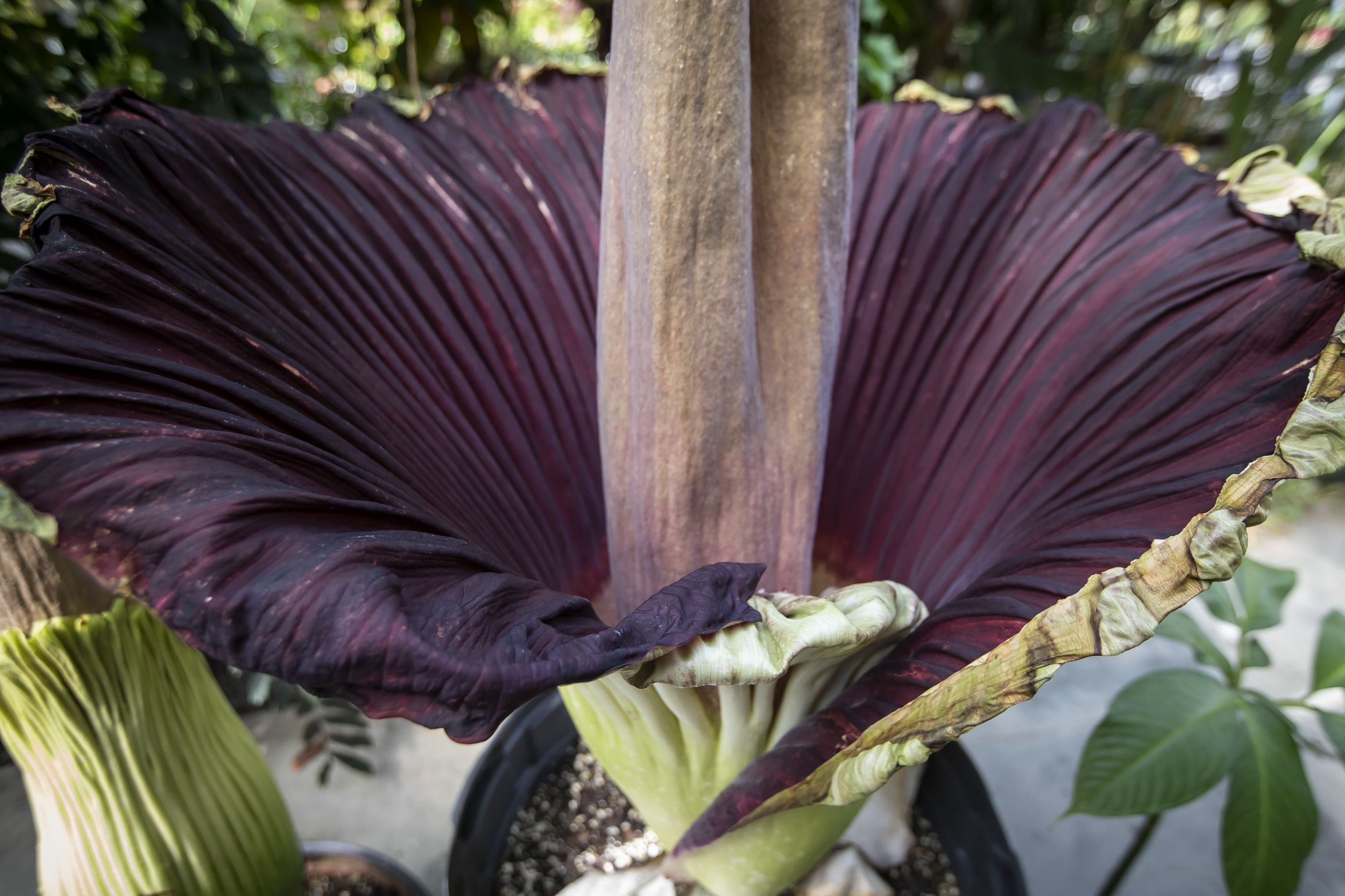 Temple Ambler S Giant Corpse Flowers