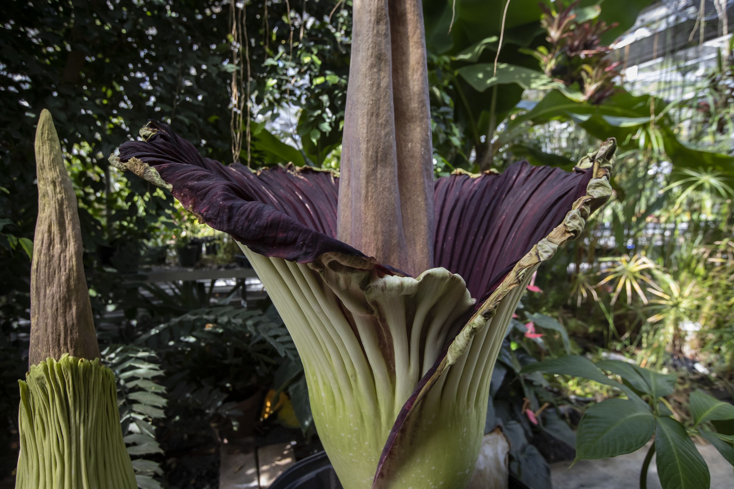 Giant corpse flowers at Temple Ambler